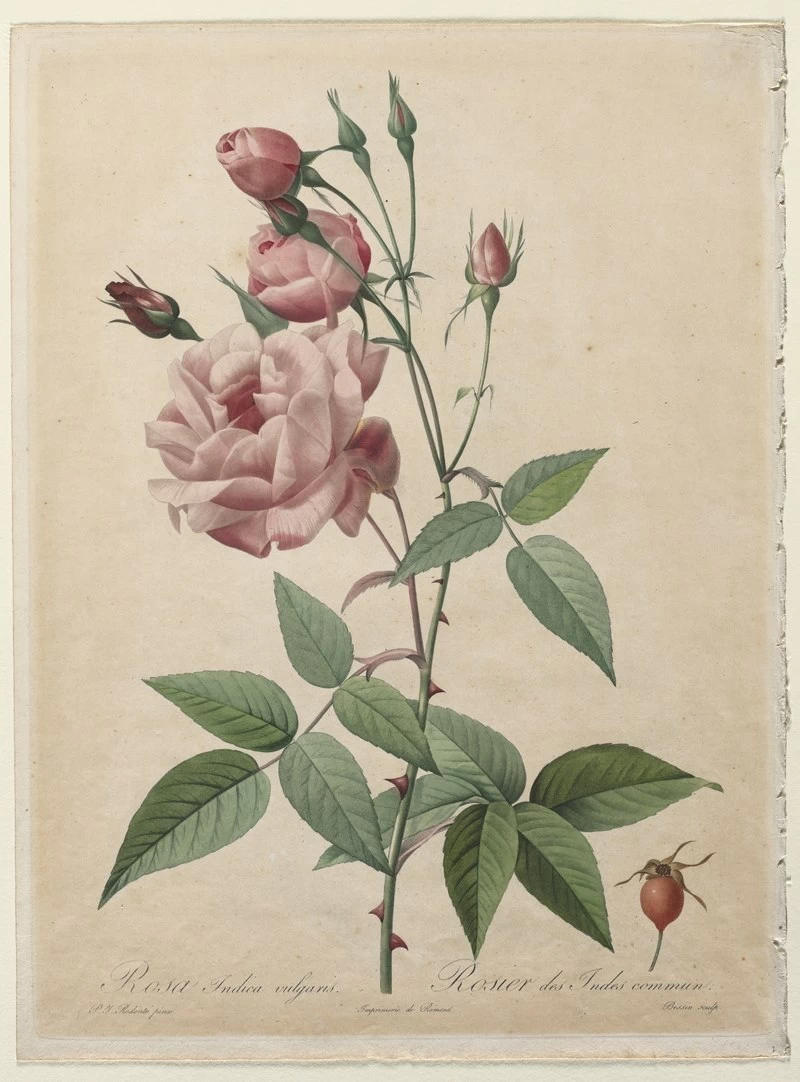 Rosa Indica vulgaris